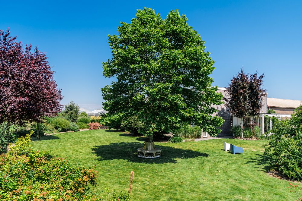 Grote boom in de tuin met een zitje onder het bladerdek.